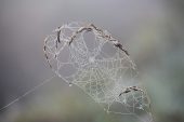 Cobweb and dew on grass stem Somerset Levels