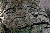 Abstract patterns on old fallen oak tree South Oakley Inclosure New Forest National Park