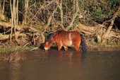 New Forest pony feeding at the edge of a pond Clay Hill near Burley New Forest National Park Hampshire England UK