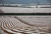 Polythene covered crops on farmland near Itchen Abbas Hampshire England UK