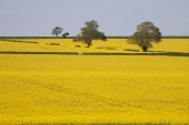 Fields of Oilseed rape Brassica oleifera near Long Crichel Dorset England UK