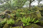 Lady fern Athyrium filix-femina amongst moss covered boulders Wistman's Wood National Nature Reserve