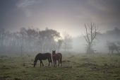 New Forest ponies in mist on grassland beside Brinken Wood Warwickslade Bottom New Forest National Park Hampshire England UK