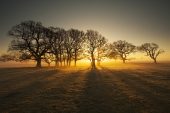 Group of oak trees and shadows at sunrise Backley Holmes New Forest National Park Hampshire England UK December 2016