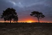 Scots pine Pinus sylvestris two trees at sunrise Rockford Common with Red Shoot Wood and Appleslade Inclosure beyond New Forest National Park Hampshire England UK January 2017