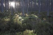 Ancient Caledonian pine forest Abernethy Forest RSPB Reserve Cairngorms National Park Highland Region Scotland
