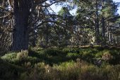 Ancient Caledonian Pine Forest Abernethy Forest National Nature Reserve Strathspey Highland Region Scotland March 2017