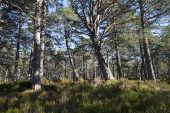 Black Wood of Rannoch Ancient Caledonian Pine Forest Perthshire Scotland March 2017