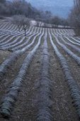 Field of lavender in winter near Chamaloc Parc Naturel Regional du Vercors France