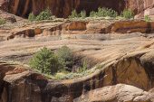 Trees growing on cliffs Canyon de Chelly National Monument Arizona USA