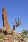 Desert vegetation and sandstone rock formations in Park Avenue Arches National Park Utah USA