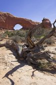 Dead tree and the North Widow Arches National Park Utah United States of America