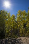 Quaking aspen Populus tremuloides beside Bear Lake Road Rocky Mountain National Park Colorado USA