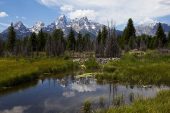 Side stream of the Snake River with an American beaver dam and reflections of the Teton Mountains Grand Teton National Park Wyoming USA June 2015