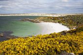 Sandy beach Gypsy Cove with Gorse Ulex europaeus in the foreground East Falkland Falkland Islands
