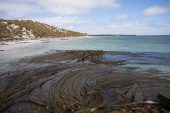 Sandy bay and Giant kelp Macrocystis pyrifera Sealion Island Falkland Islands British Overseas Territory December 2016