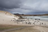 Gentoo penguin Pygoscelis papua and Magellanic penguin Spheniscus magellanicus on Arina beach with Marble Mountain beyond Pebble Island Falkland Islands British Overseas Territory December 2016