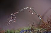 Raindrops on grass stem near Rhayader Powys Wales UK