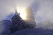 Fir trees in the snow with the light rays from early morning sun and low cloud La Chapelle France