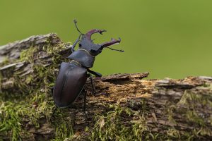 Stag beetle Lucanus cervus male on rotting mossy covered log, Ringwood, Hampshire, England, UK, June 2017