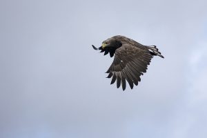 White-tailed eagle Haliaeetus albicilla, Mull, Scotland May 2018