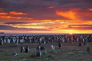Gentoo penguin Pygoscelis papua nesting colony at sunrise Sea Lion Island Falkland Islands