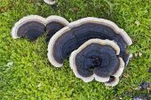Coriolus versicolor Many-zoned polypore New Forest National Park Hampshire England