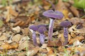 Laccaria amethystea Amethyst deceiver New Forest National Park Hampshire England