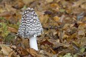 Coprinus picaceus Magpie fungus New Forest National Park Hampshire England