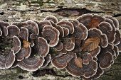 Many zoned polypore Trametes versicolour growing on decaying fallen trunk of pendunculate oak tree Great Huntley Bank New Forest National Park Hampshire England