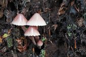 Blood-foot mushroom Mycena haematopus