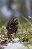 Black morel Morchella elata Vercors Regional Natural Park France