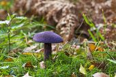 Violet webcap Cortinarius violaceus growing in deciduous woodland near Buckhill Hole New Forest National Park Hampshire England UK October 2015