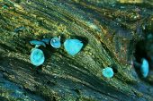 Green elfcup Chlorociboria aeruginascens on rotting dead wood New Forest Hampshire England