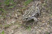 Natterjack toad Bufo calamita in grassland La Brenne France