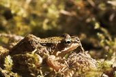 Common frog Rana temporaria resting among mosses Scotland May 2009