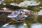 Common frog Rana temporaria pair in garden pond