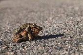 Common toad Bufo bufo pair in the middle of the road on the way to breeding pool Strathdearn Highland Region Scotland UK