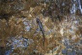 Pyrenean brook newt Euproctus asper climbing up wet cliff face Ossoue Valley Pyrenees National Park France July 2015