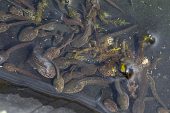 Common frog Rana temporaria tadpoles in garden pond Ringwood Hampshire England UK April 2016