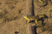 American bullfrog Lithobates catesbeianus in Grassy Lake Fundy National Park Canada August 2016