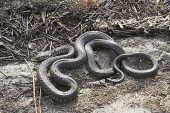 Western whip snake Coluber viridiflavus in defensive posture, Corsica, France
