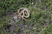 Smooth snake Coronella austriaca Vercors National Park France