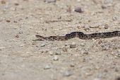 Northern water snake Nerodia sipedon crossing a road in the Cheyenne Bottoms Wildlife Area Kansas USA