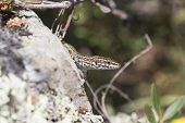 Tyrrhenian wall lizard Podarcis tiliguerta peering from behind a rock Corsica France May 2017