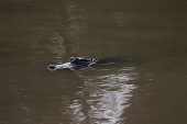 American alligator Alligator mississipiensis swimming in East Bay Bayou, Anahuac National Wildlife Refuge, Texas, USA, December 2017