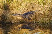 American alligator Alligator mississipiensis resting on grassy bank beside water channel, Anahuac National Wildlife Refuge, Texas, USA, December 2017