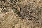 Sand lizard Lacerta agilis male amongst dry grasses, near Corfe, Isle of Purbeck, Dorset, England, UK, April 2018