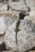 Tyrrhenian wall lizard Podarcis tiliguerta basking on a granite rock, Restonica Valley, Regional Natural Park of Corsica, July 2018