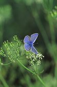 Common blue Polyommatus icarus male on flowers of umbelliferous plant Avon near Ringwood Hampshire England